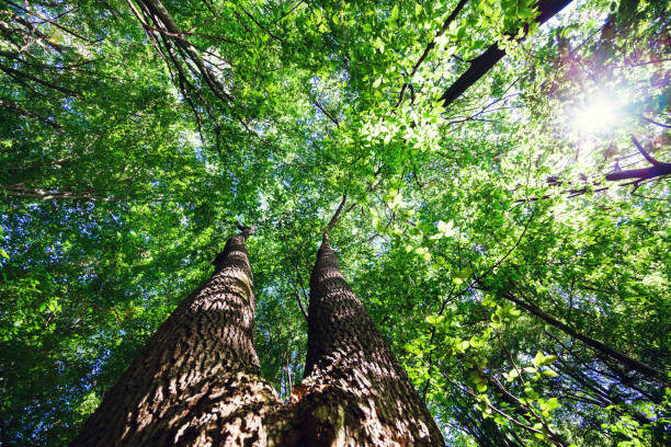 istock forest trees nature green wood sunlight backgrounds 640063696