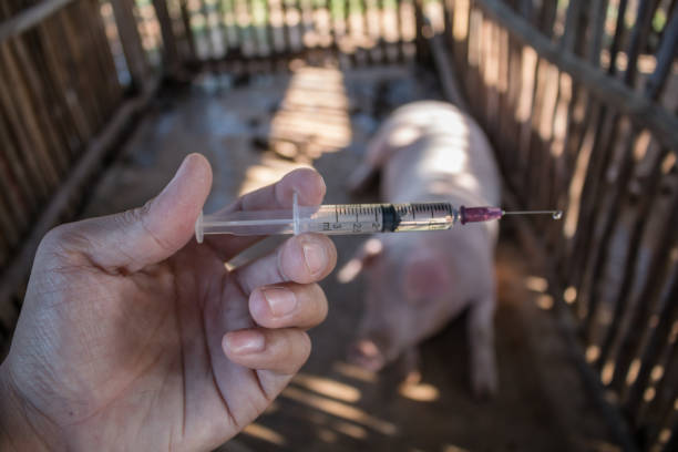 tiêm closup lợn. - hiệu quả vaccine trong thực tế cho heo hình ảnh sẵn có, bức ảnh & hình ảnh trả phí bản quyền một lần