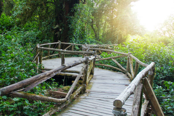 istock wooden bridge in the rain forest 640063918