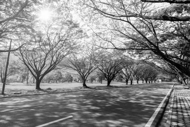 istock Country road with tree line tunnel. 640064326