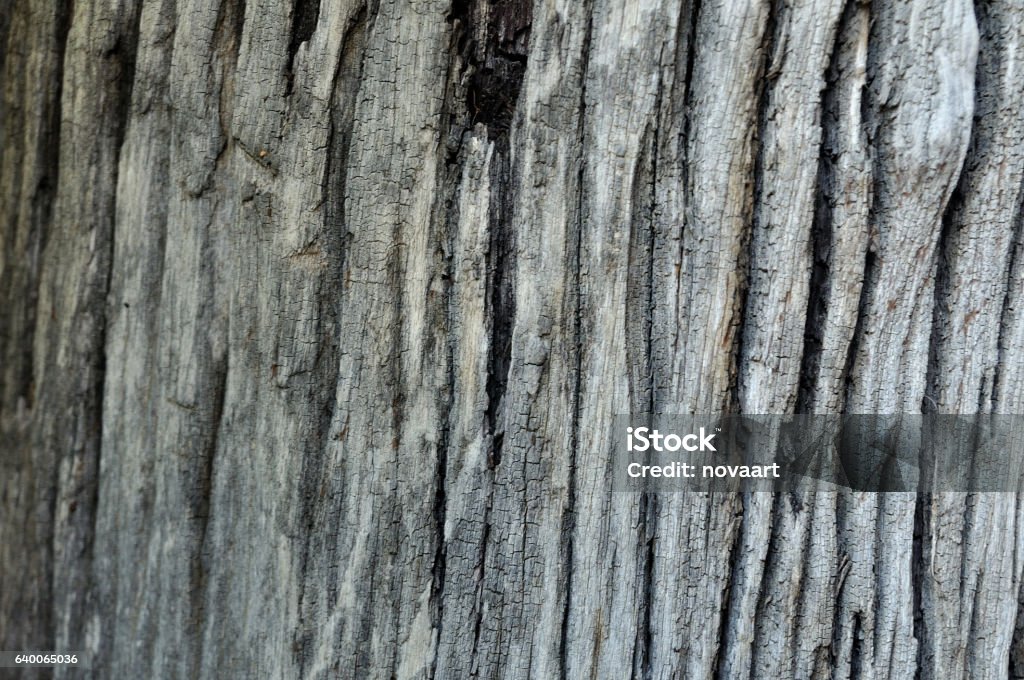 Tree Patternbark Tree Bark Pattern And Texture Stock Photo - Download Image Now ...