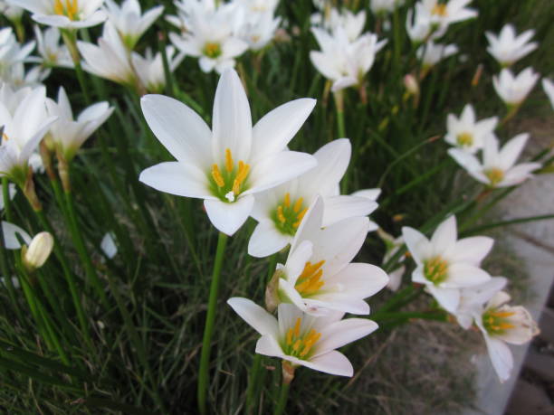 istock White rain lily or Zephyranthes candida flowers. 640065620