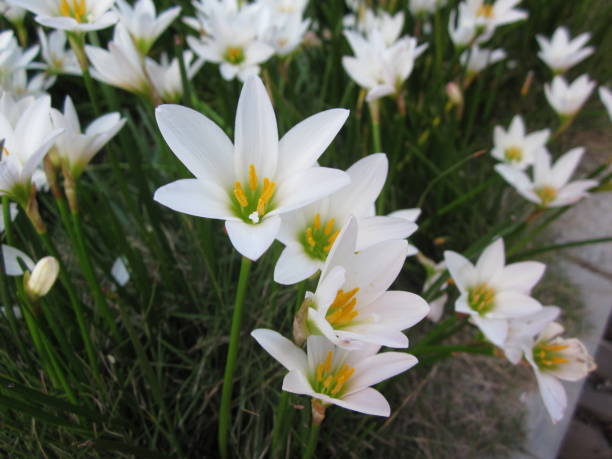 White rain lily or Zephyranthes candida flowers. White rain lily or Zephyranthes candida flowers. nymphaea candida stock pictures, royalty-free photos & images