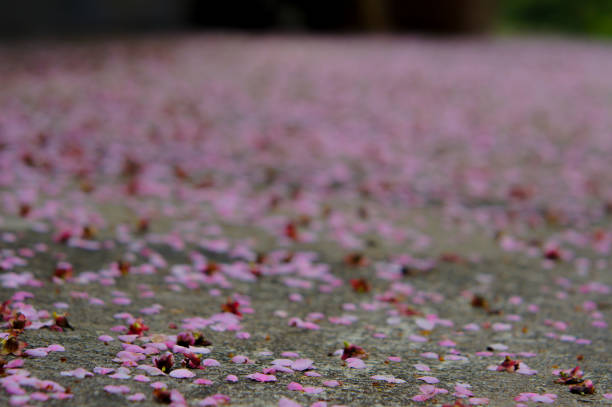 istock Cherry Petals Falling To The Ground 640065846