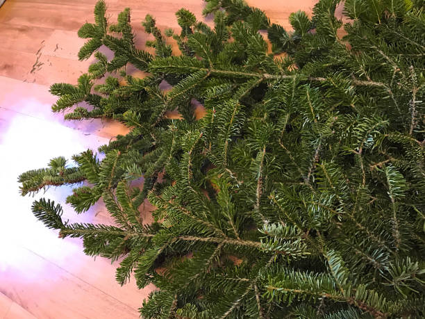 istock Natural background - fir branch with needles 640067542