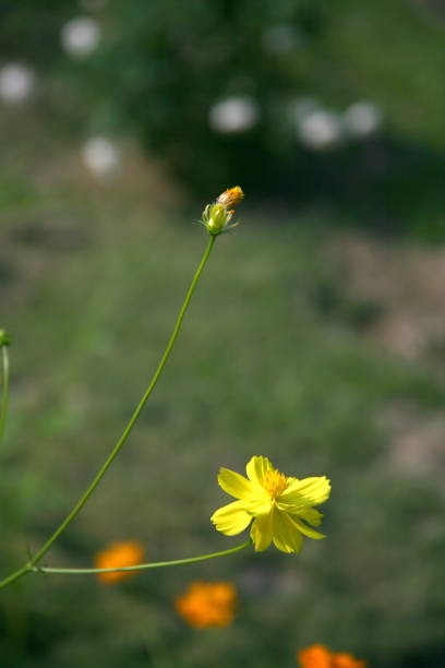 istock Yellow flowers / Yellow flowers in summer 640068094