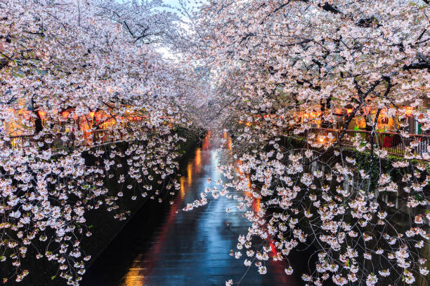 istock Cherry blossom or Sakura at Meguro Canal. 640071142