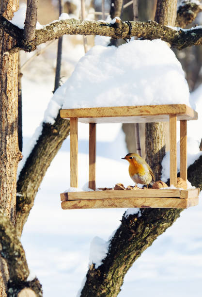 istock Bird is sitting on bird-feeder in winter 640071308