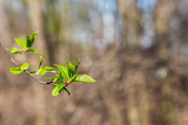 istock fresh young leaves on the branch 640071442