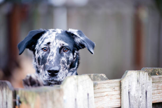 フェンスやヤード犬の厳しい生活の後ろに憧れ - security alertness canine pets ストックフォトと画像