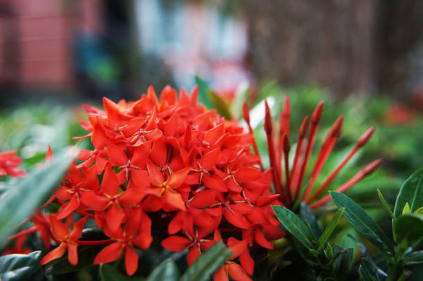 Heliconia flower Isolatedred exotic flowers in Thailand