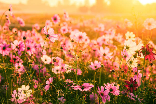 istock Cosmos flowers blooming in the morning 640076902