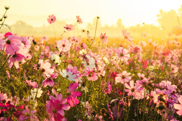 istock Cosmos flowers blooming in the morning 640076924