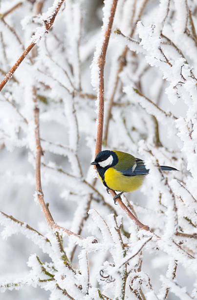 istock beautiful small bird great tit in winter 640078760