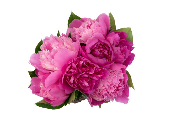 istock Bouquet of rose peonies isolated on white background 640079086