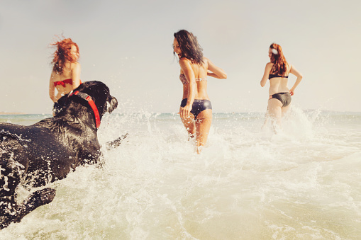 Group of young women and a dog running in the water in the summer.