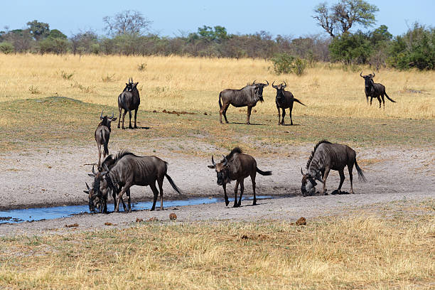 istock Gnu, wildebeest Africa safari wildlife and wilderness 640082078