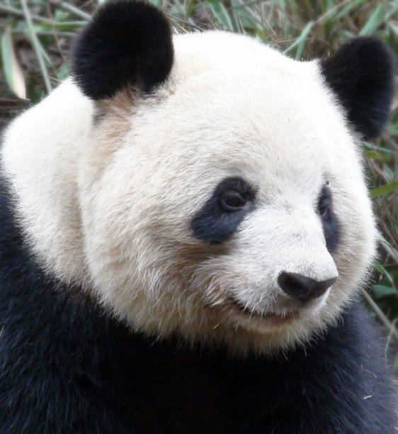 istock Giant Panda Close Up Scene In Chengdu China Asia 640084844