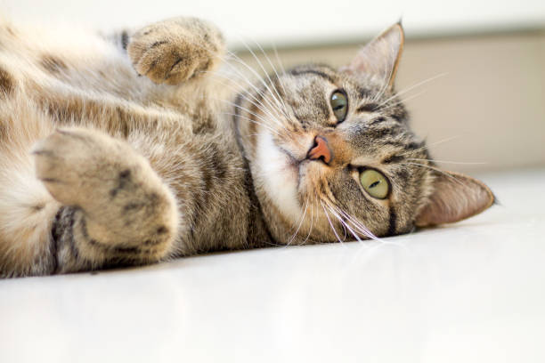 istock little kitten playing on the floor 640086256