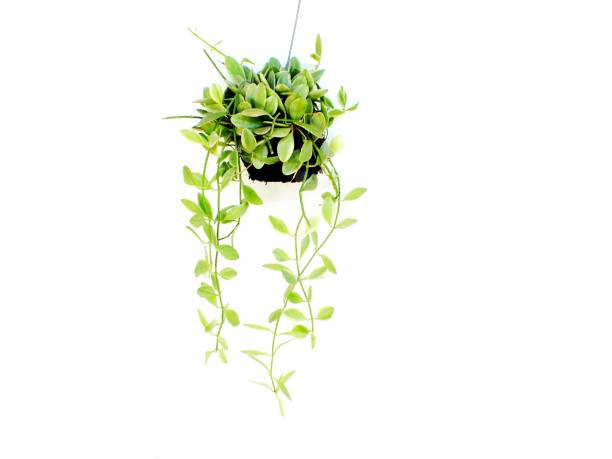 istock house plant hanging on white background 640086940