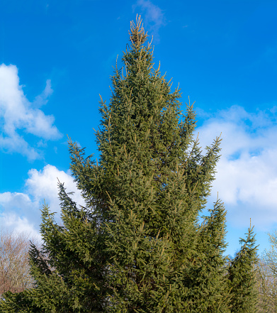 large  stand alone christmas tree in nature against blue sky in europe