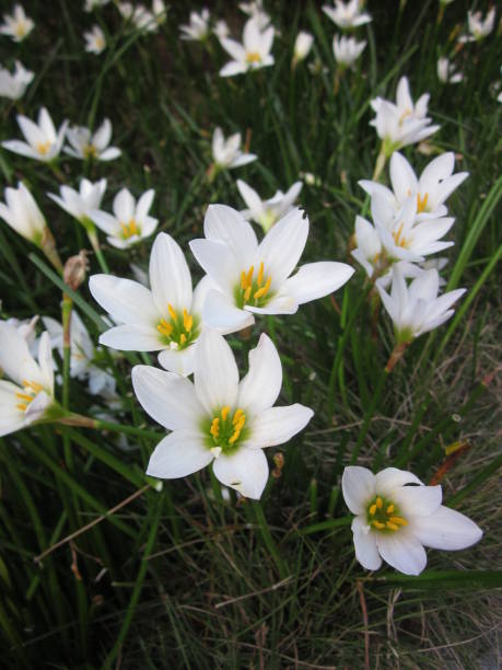 istock White rain lily or Zephyranthes candida flowers. 640089188