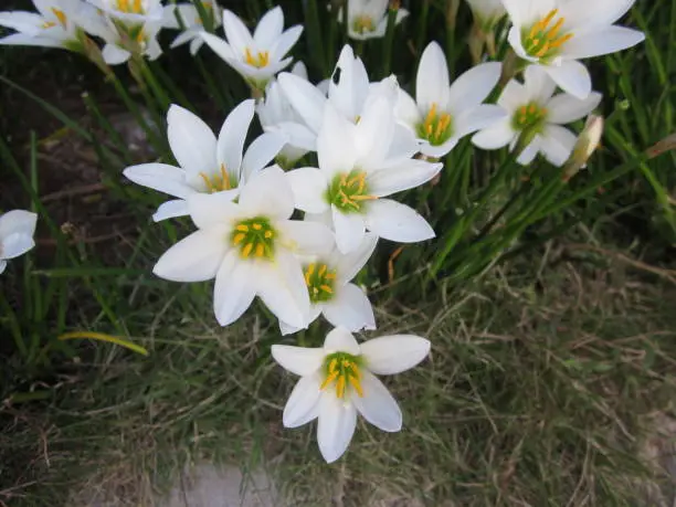 Photo of White rain lily or Zephyranthes candida flowers.