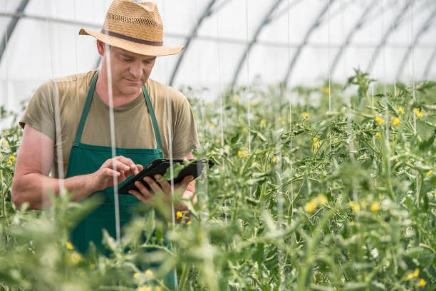 istock Mela Farm Worker In Greenhouse Checking Tomato Plants 640089560