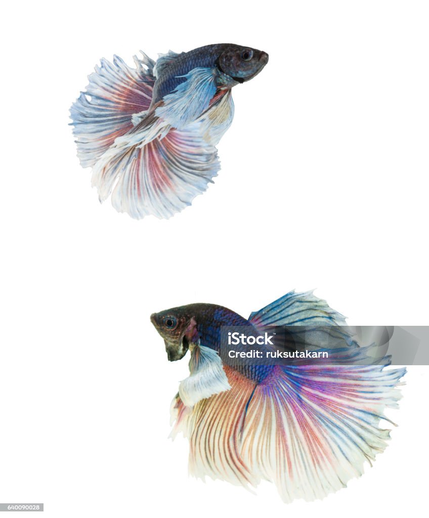 Cá Betta Tai Voi Cá Nửa Xanh Và Trắng Betta Hình ảnh Sẵn có - Tải ...