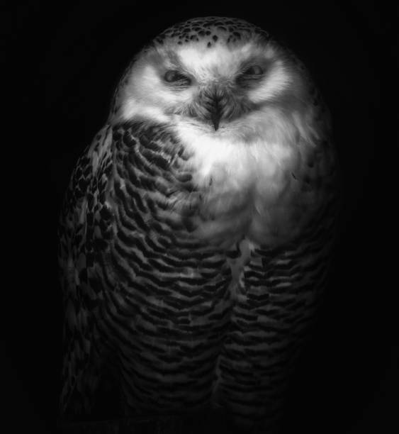istock Beautiful owl portrait in black and white 640090784