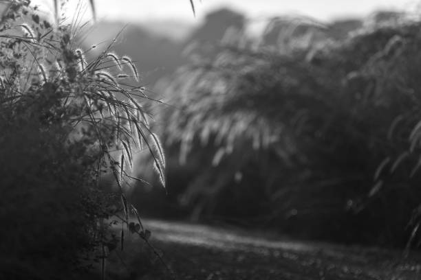 istock Landscape of Tropical rain forest, Asia 640091538