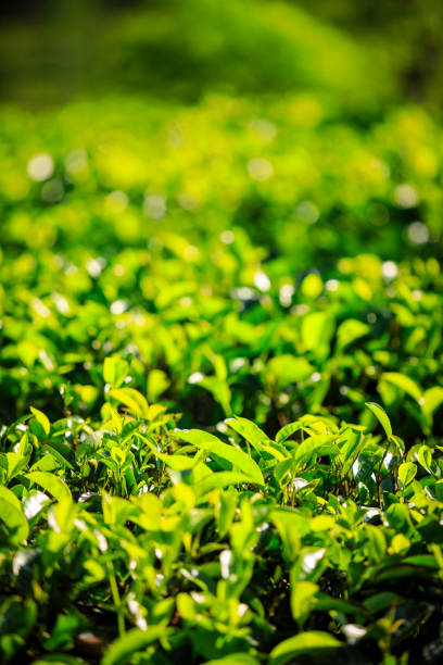 istock tea crop in the mountains between Kandy and Nuwara Eliya 640092088