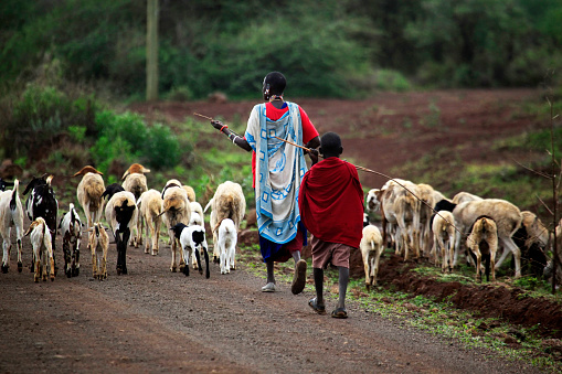 Mombasa, Kenya - January 01, 2017: Kenyan family Masai herding goats. Mombasa, Kenya