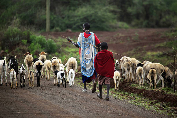 Kenyan family Masai herding goats stock photo