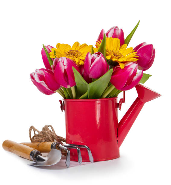 istock Beautiful Fresh Purple Tulips in Red Watering Can 640092614