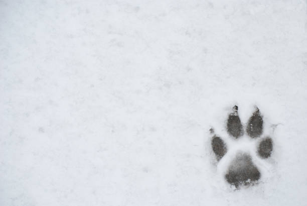 istock Dog foot print in a snow 640094174