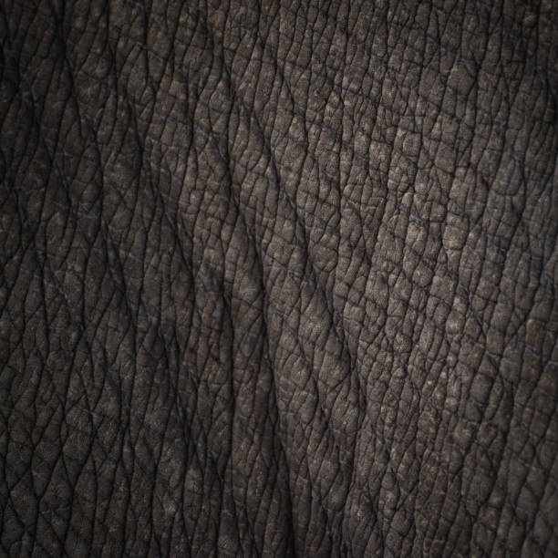 istock Rhinoceros skin background and texture 640094198