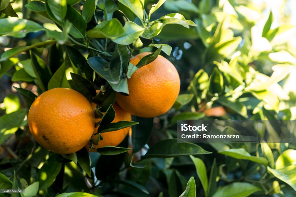 Oranges on the tree Cluster of oranges hanging from the tree. Valencia Orange Stock Photo