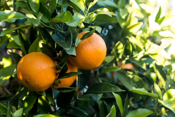 Oranges on the tree Cluster of oranges hanging from the tree. valencia orange stock pictures, royalty-free photos & images