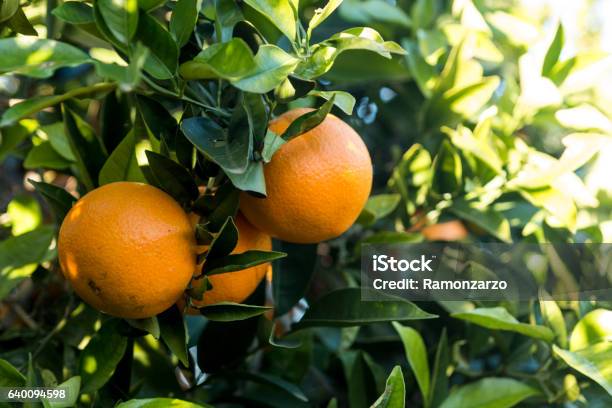 Oranges On The Tree Stock Photo - Download Image Now - Valencia Orange, Tree, Bunch