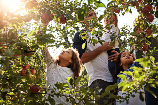 istock Apple picking is their favourite family tradition 640094784