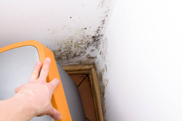 istock Mold and fungus behind rubbish bin on wall. 640095068