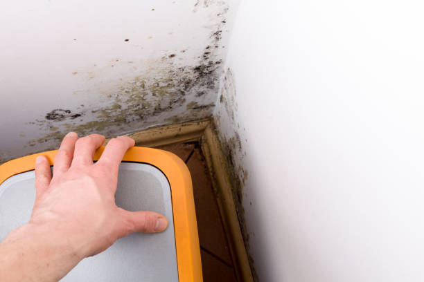 istock Mold and fungus behind rubbish bin on wall. 640095130