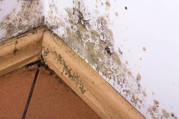 istock Mold and moisture buildup on corner wall of a house. 640095956