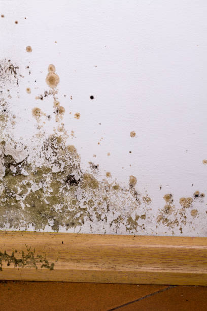 istock Mold and moisture buildup on corner wall of a house. 640096070
