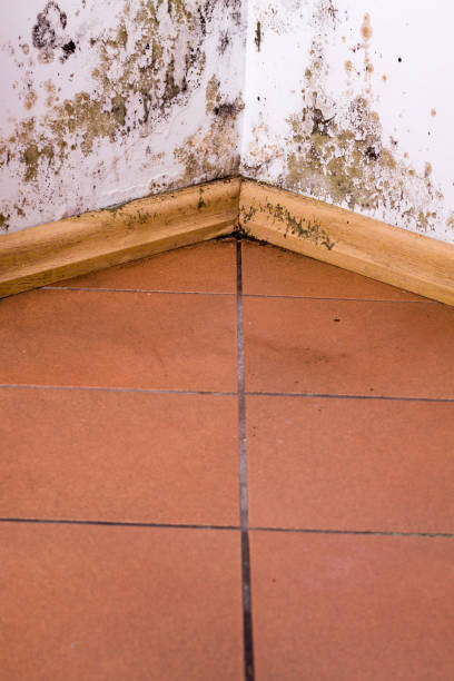 istock Mold and moisture buildup on corner wall of a house. 640096258