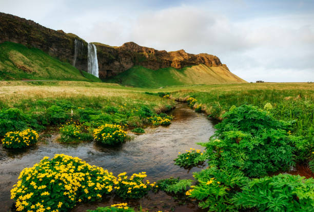 istock Seljalandfoss waterfall. Beautiful summer sunny day. Iceland. 640096364