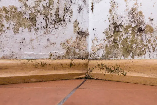 Mold and moisture buildup on corner wall of a house.
