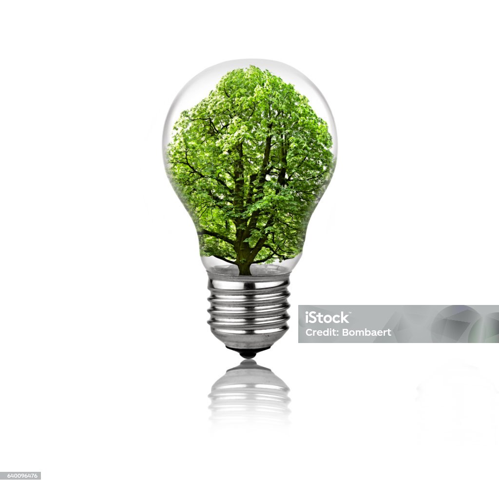 Lightbulb Tree Inside Isolated Stock Photo - Download Image Now - Sustainable Energy, Alertness, Bright - iStock
