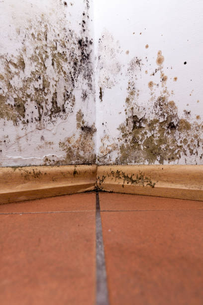 istock Mold and moisture buildup on corner wall of a house. 640096528